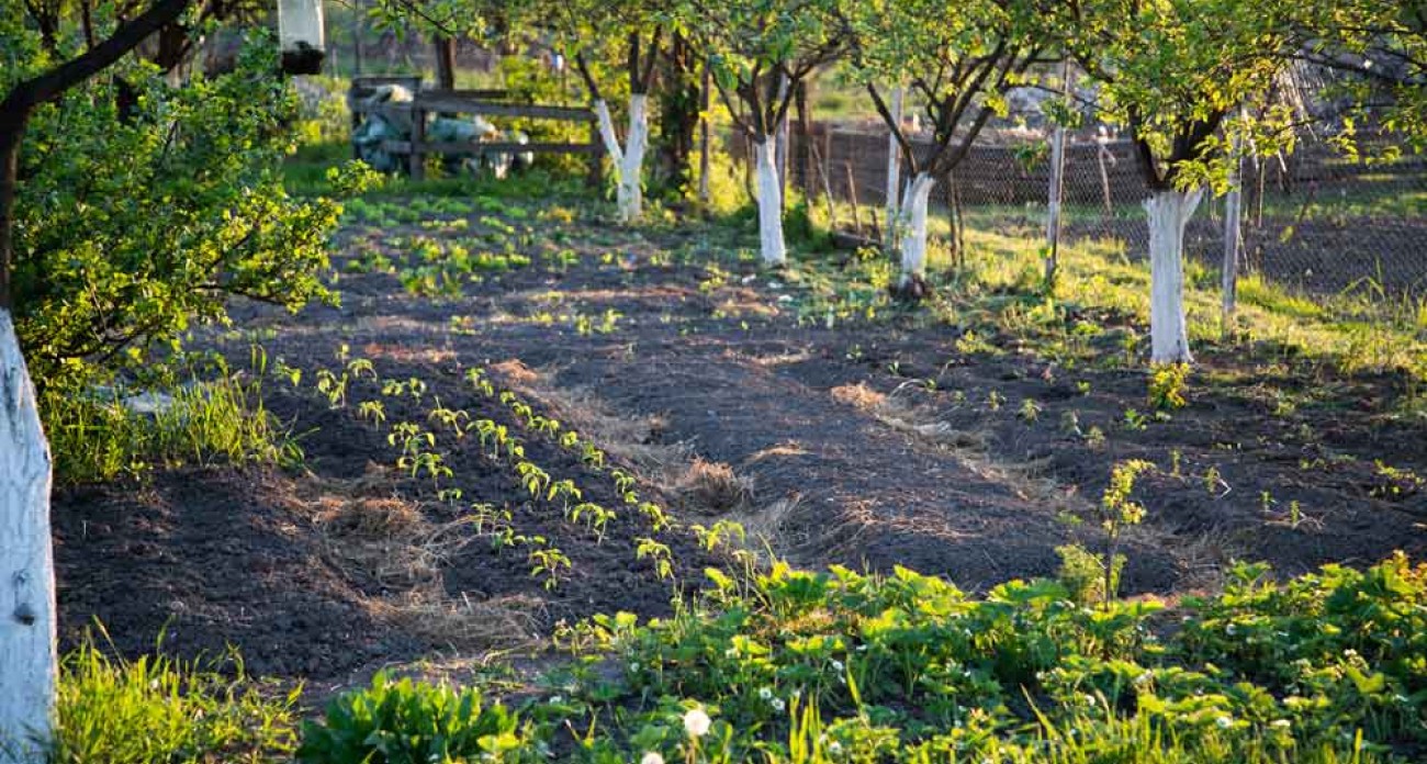 Faire un plan de son potager