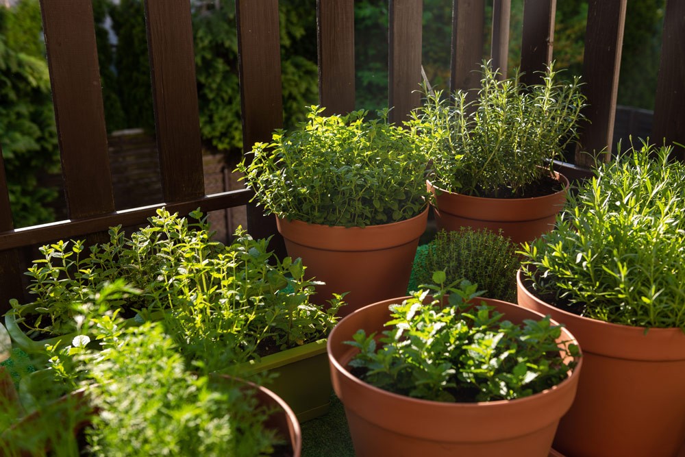 Cultiver les herbes aromatiques en pot