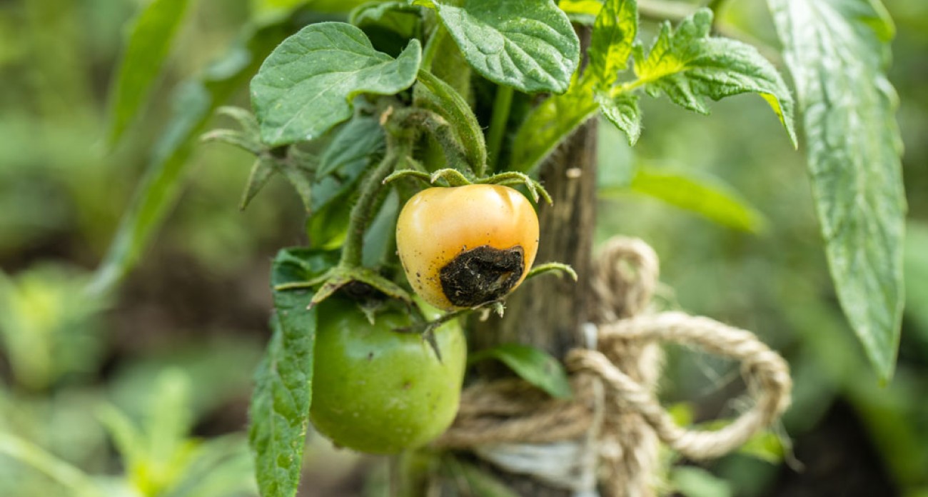 Comment traiter et prévenir les tomates au cul noir ?