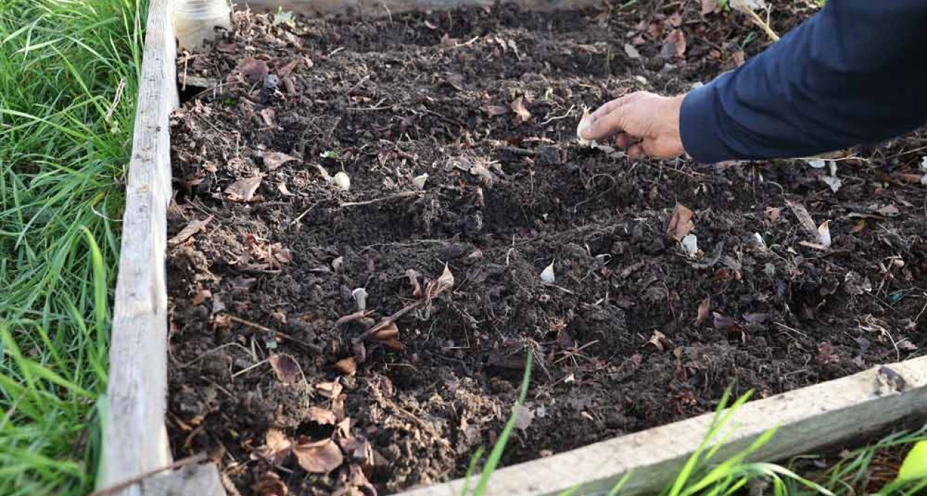 Planter de l'ail en automne