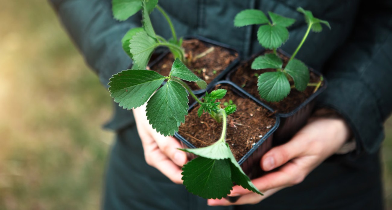 Planter les fraisiers