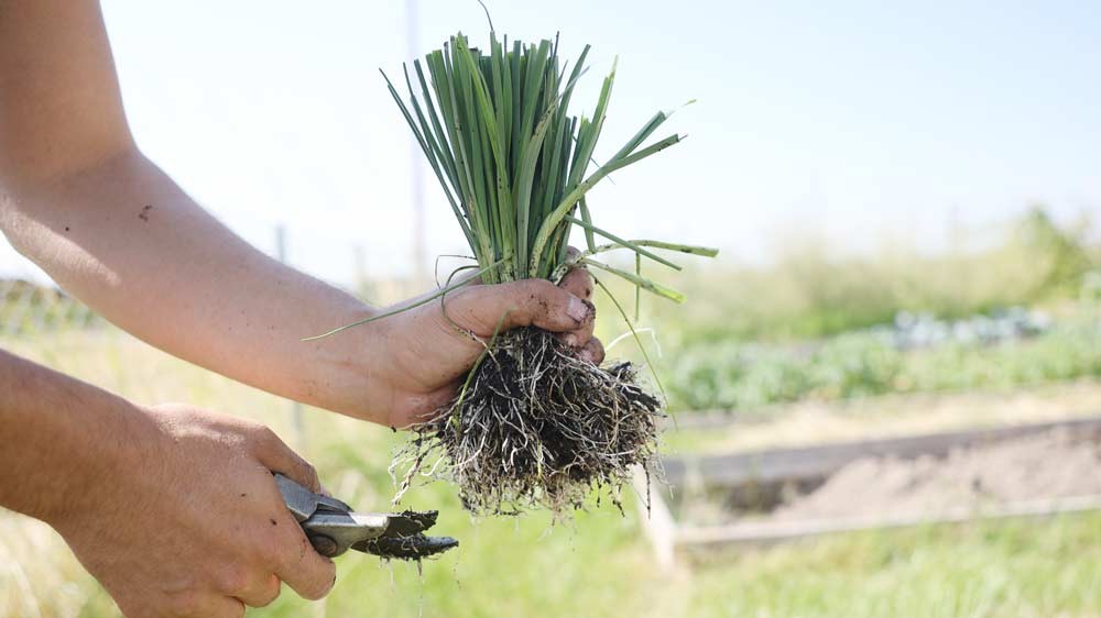 préparer les poireaux pour la plantation