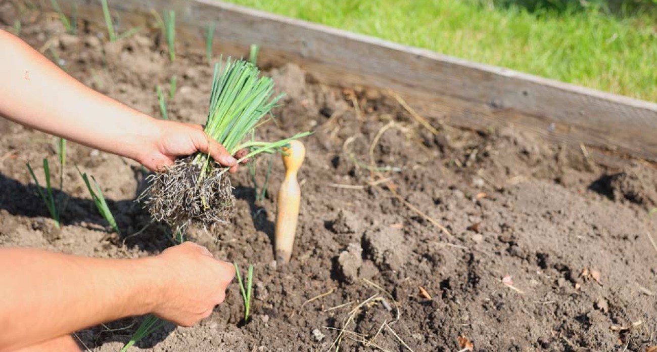 Planter les poireaux