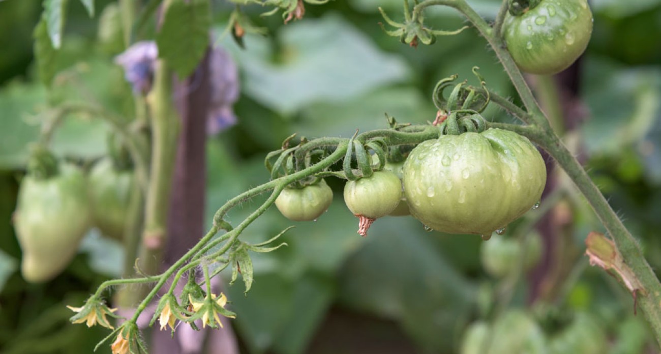 Soigner les tomates pour une récolte abondante