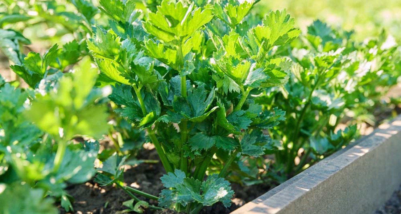 Planter les céleris