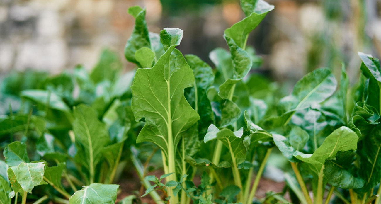 Semer les blettes au potager