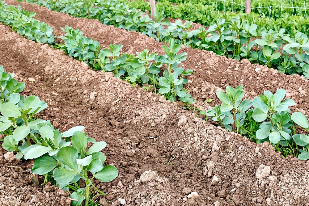 butter les fèves au potager au printemps