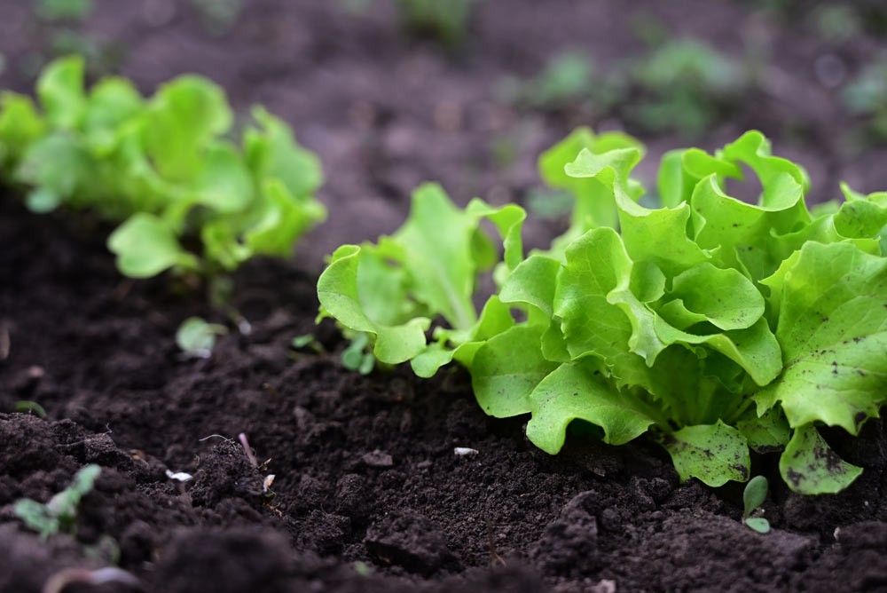 Les salades sont faciles à cultiver au potager quand on est débutant