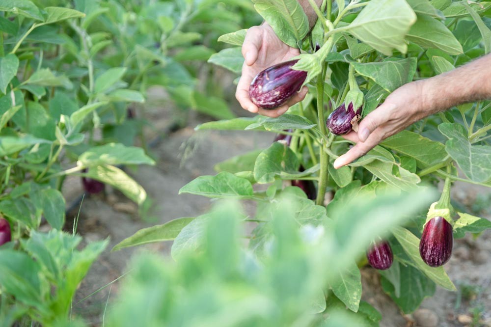 Les aubergines sont compliquées à cultivées au potager quand on débute