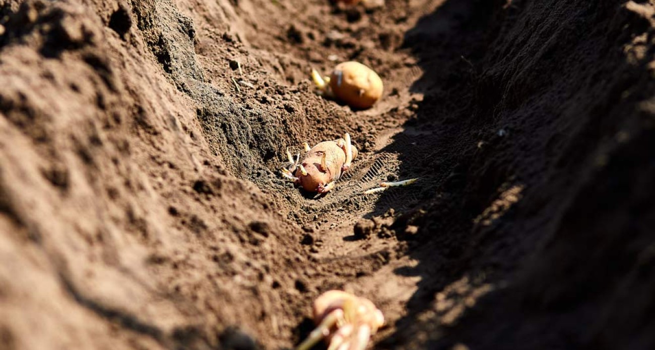 Planter les pommes de terre