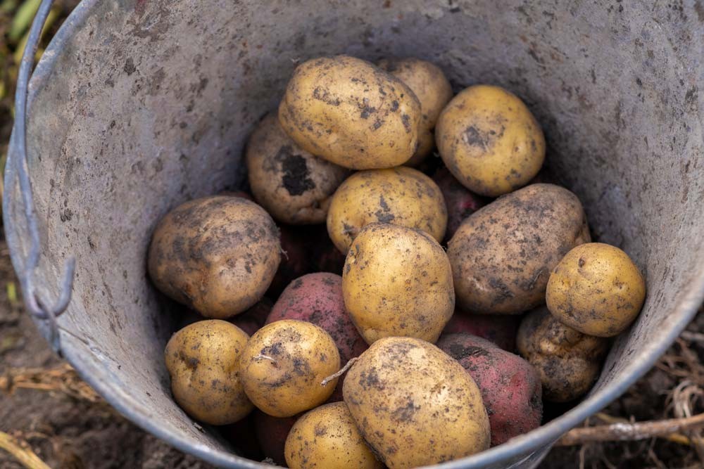 Conserver et stocker la récolte des pommes de terre