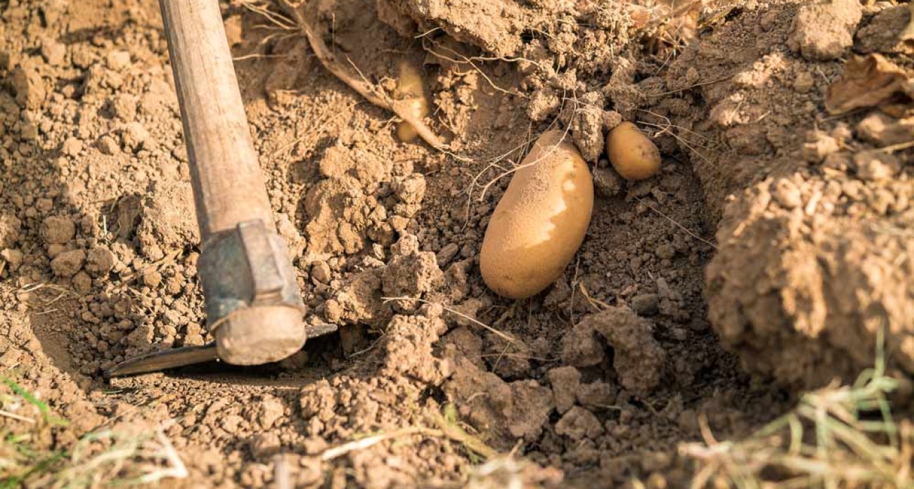 Récolter les pommes de terre