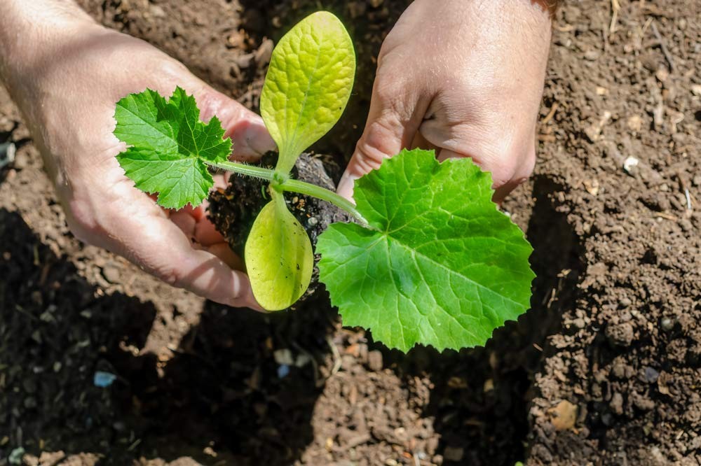 Un jeune plant de melon prêt à être planté au potager