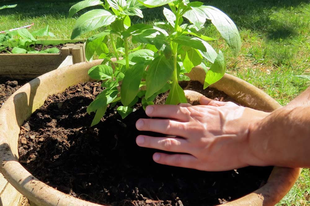 Planter du basilic en pot