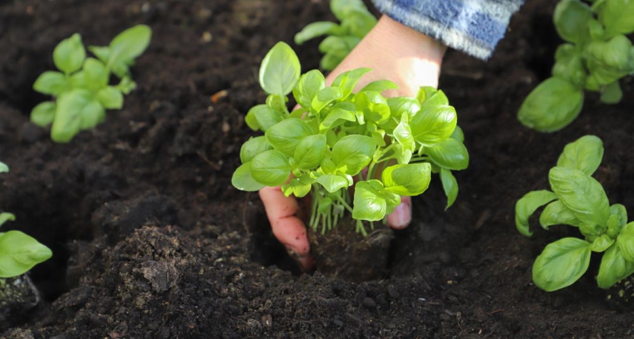 Planter le basilic