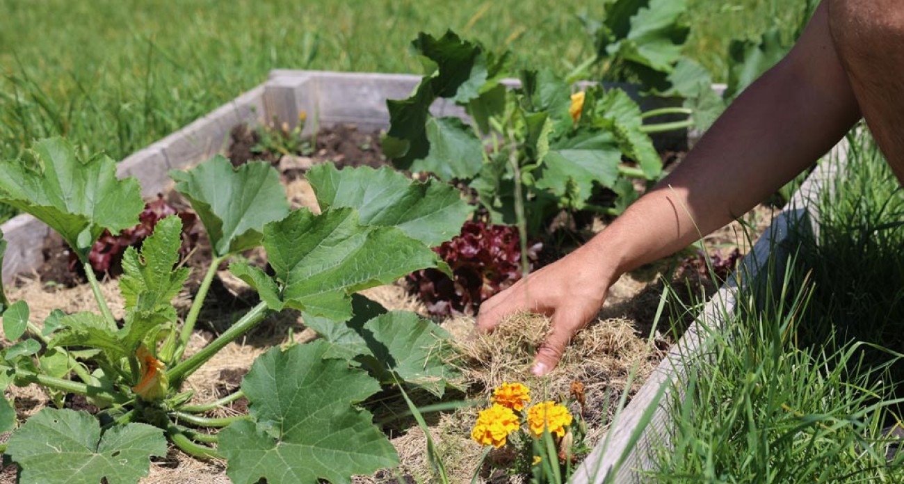 Pailler son potager