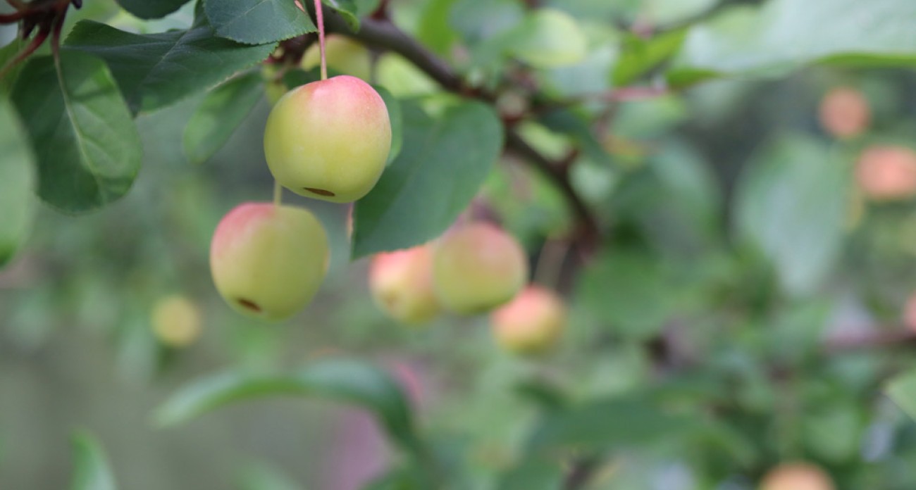 Éclaircir les fruits des arbres du verger