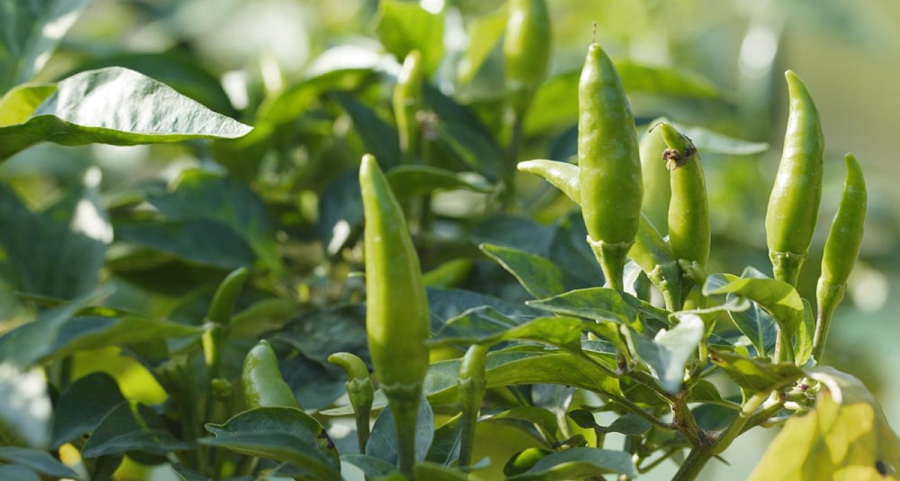 Planter les piments