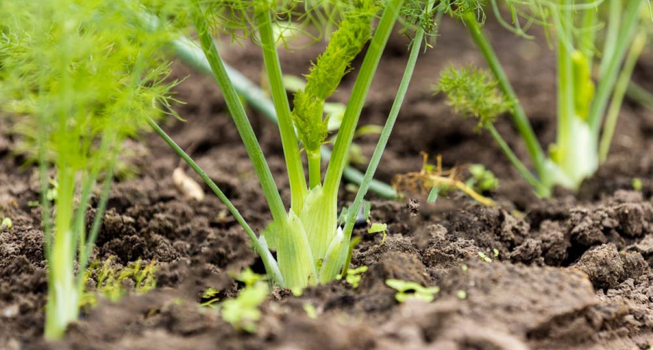 Planter les fenouils