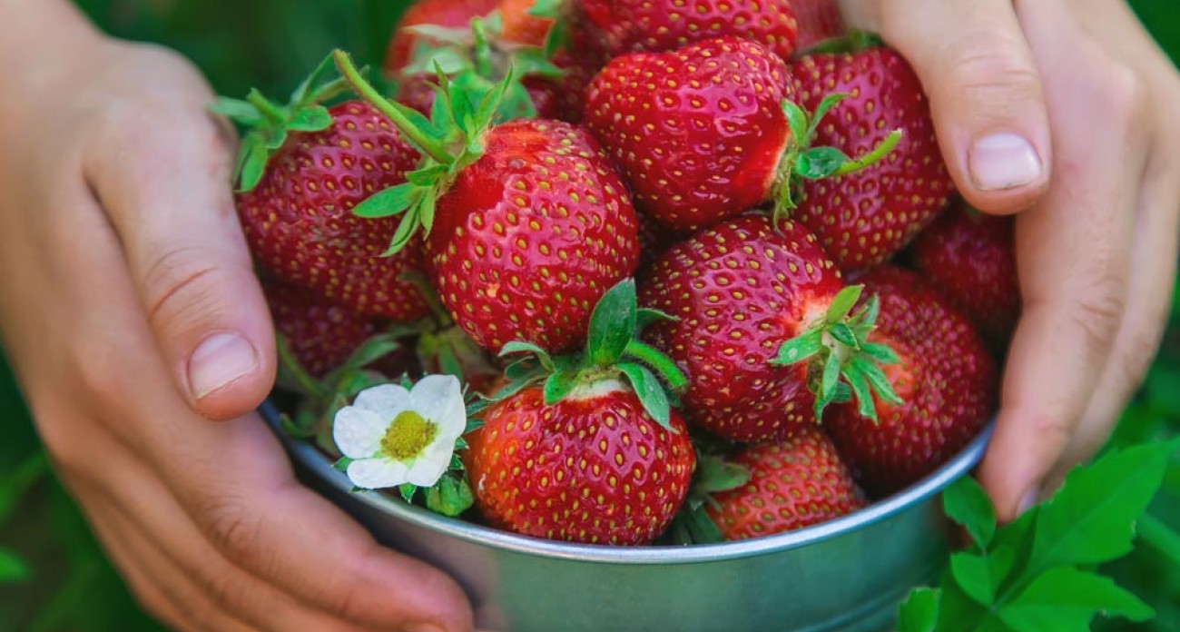 Récolter les fraises