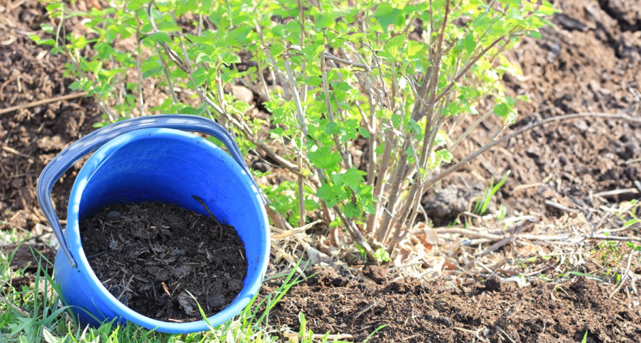 Planter un groseillier