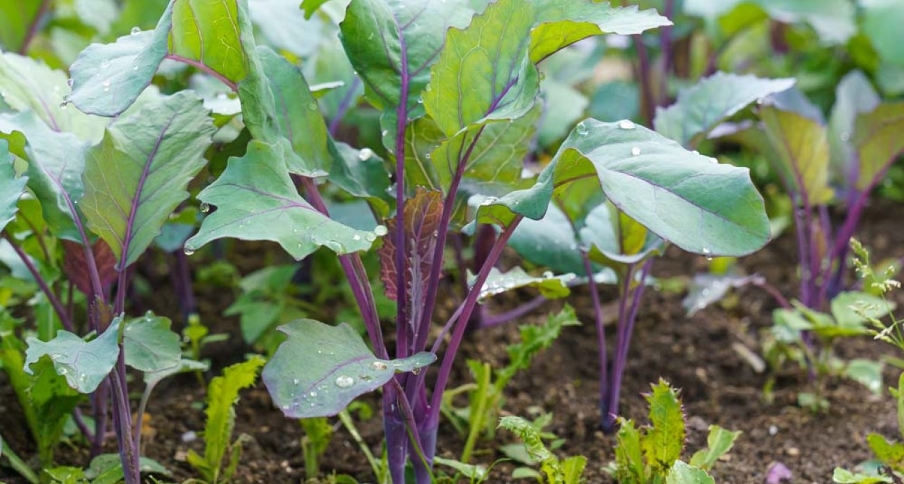 Planter les choux-raves