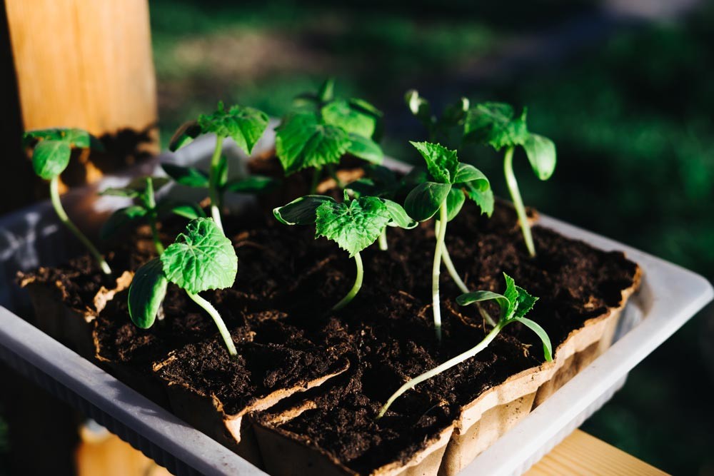 Jeunes plants de concombre prêt à planter