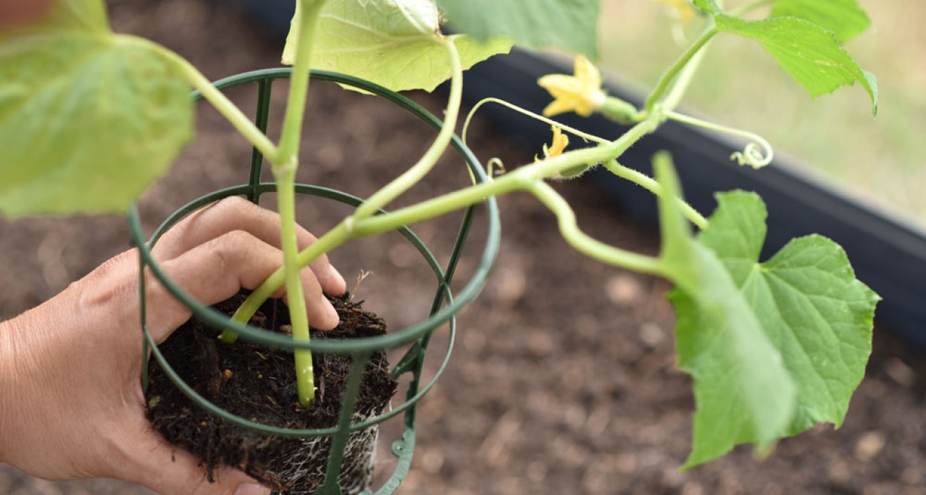 Planter les concombres