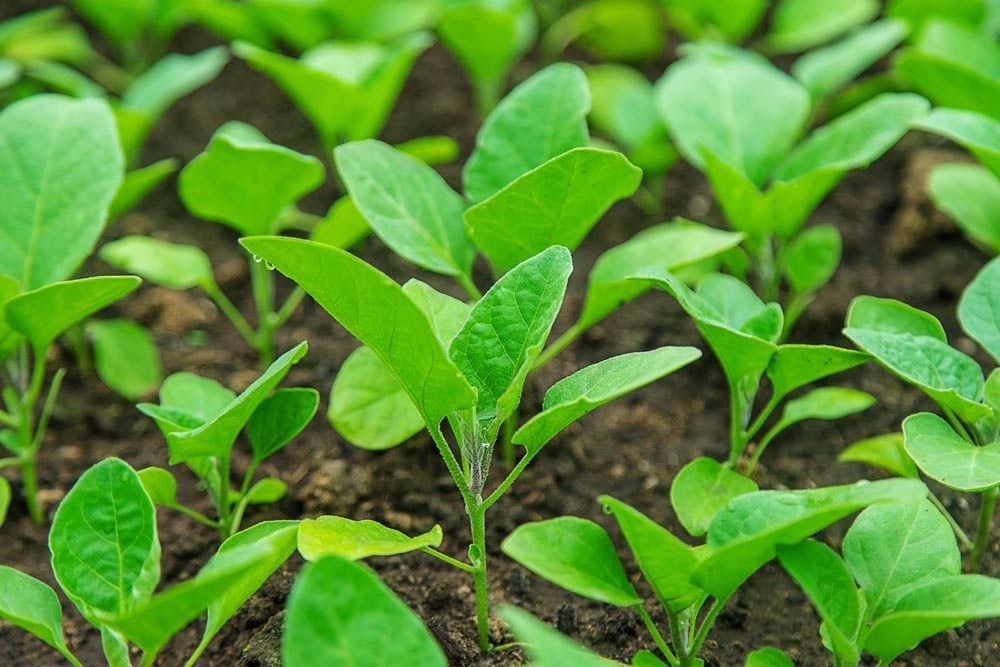 Jeunes plants d'aubergine prêts à être répiqués