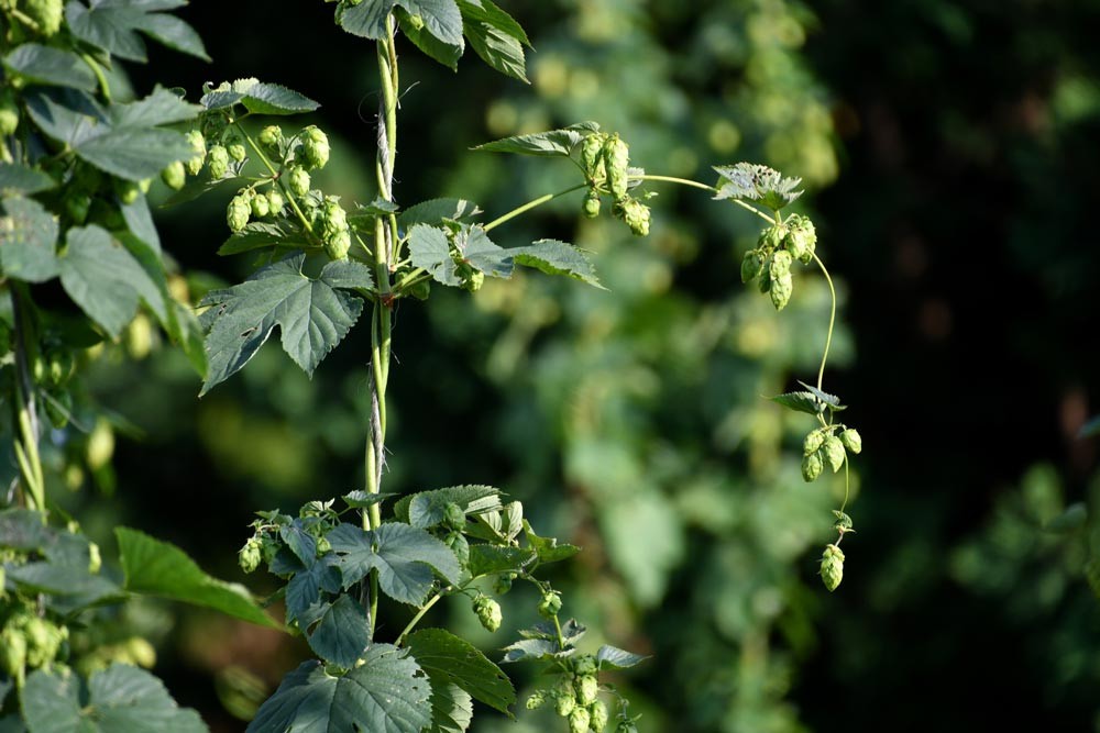 Cultiver le houblon