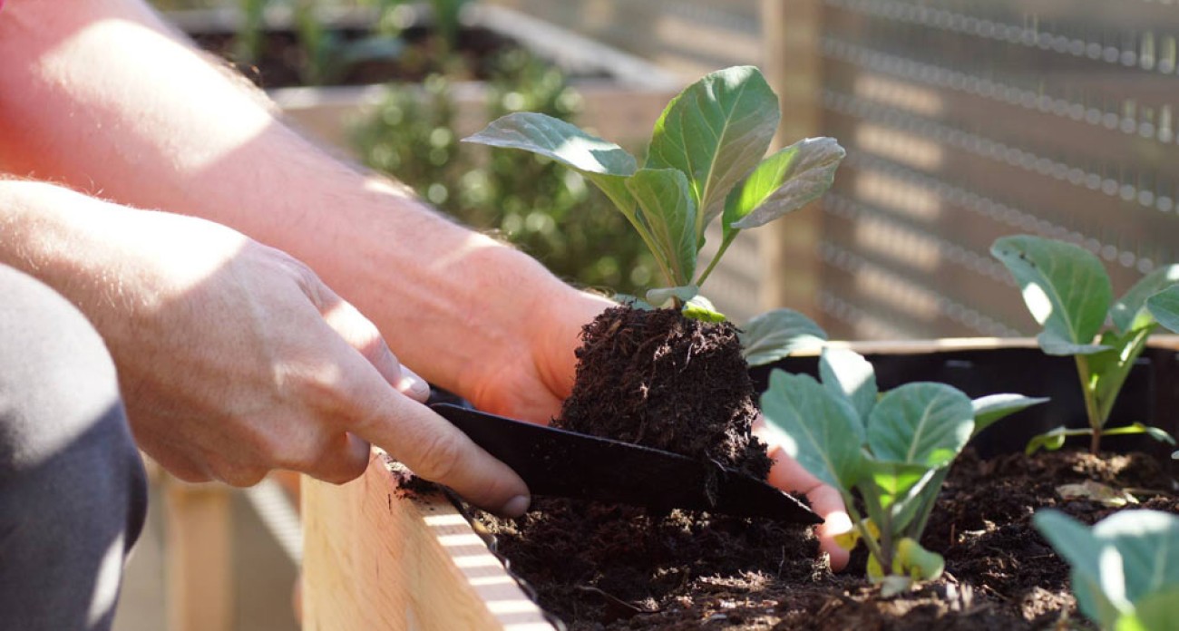 Planter les choux en pot ou en jardinière