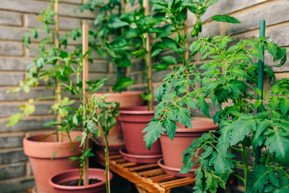 Tuteurage des tomates en pot