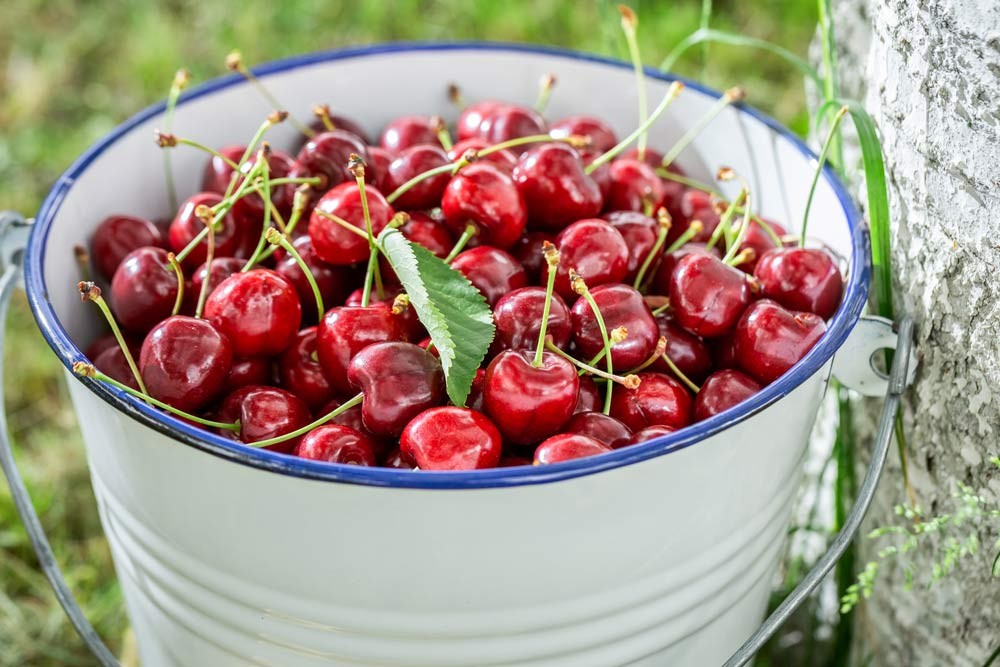 récolte de cerises