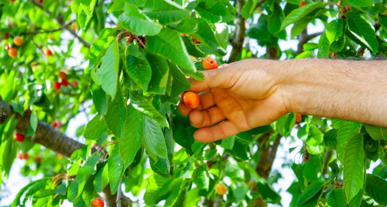 Récolter les cerises