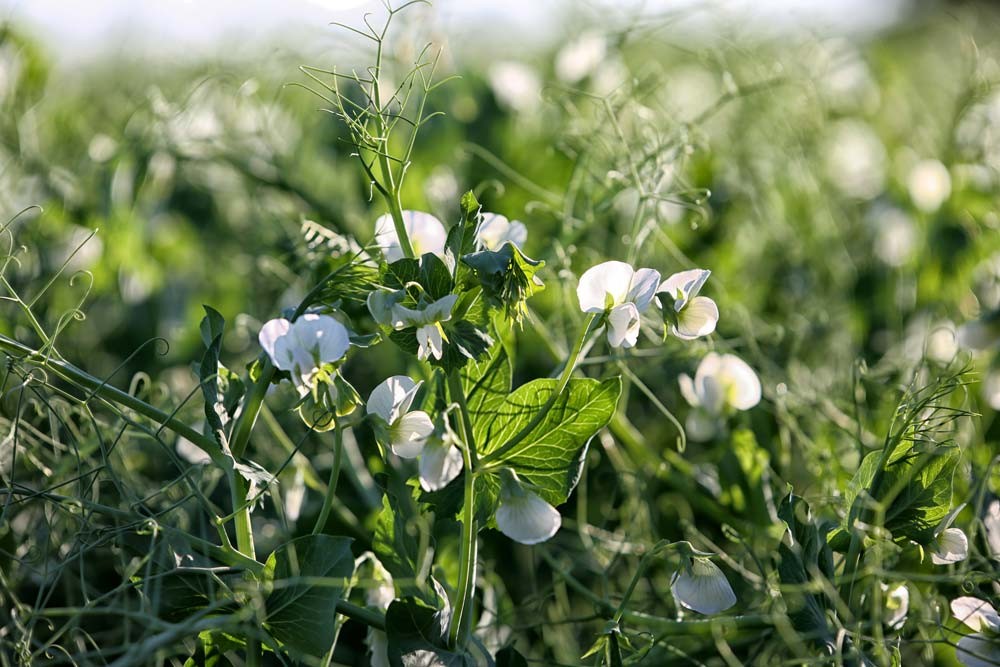 Fleurs de pois