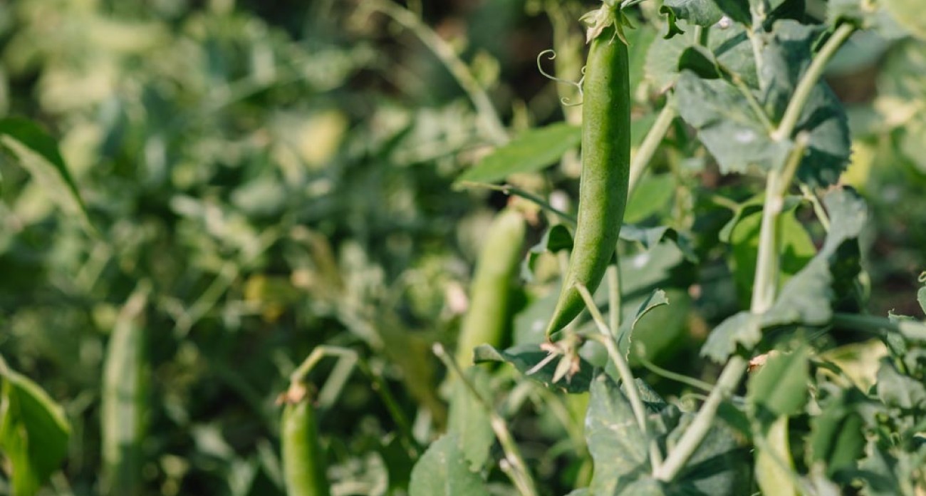 Récolter les pois