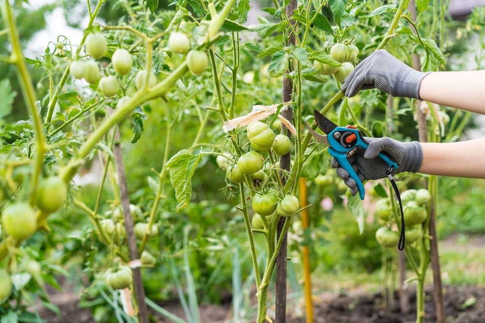 Tailler les tomates