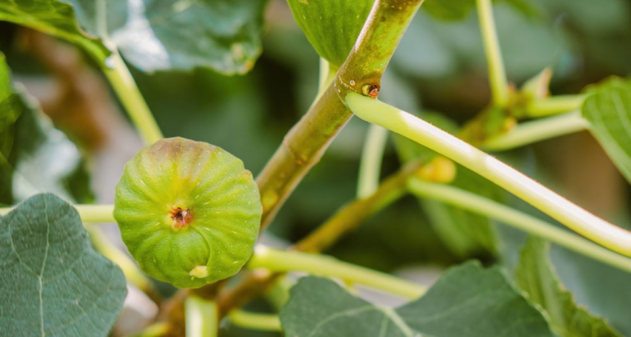 Faire des boutures de figuier