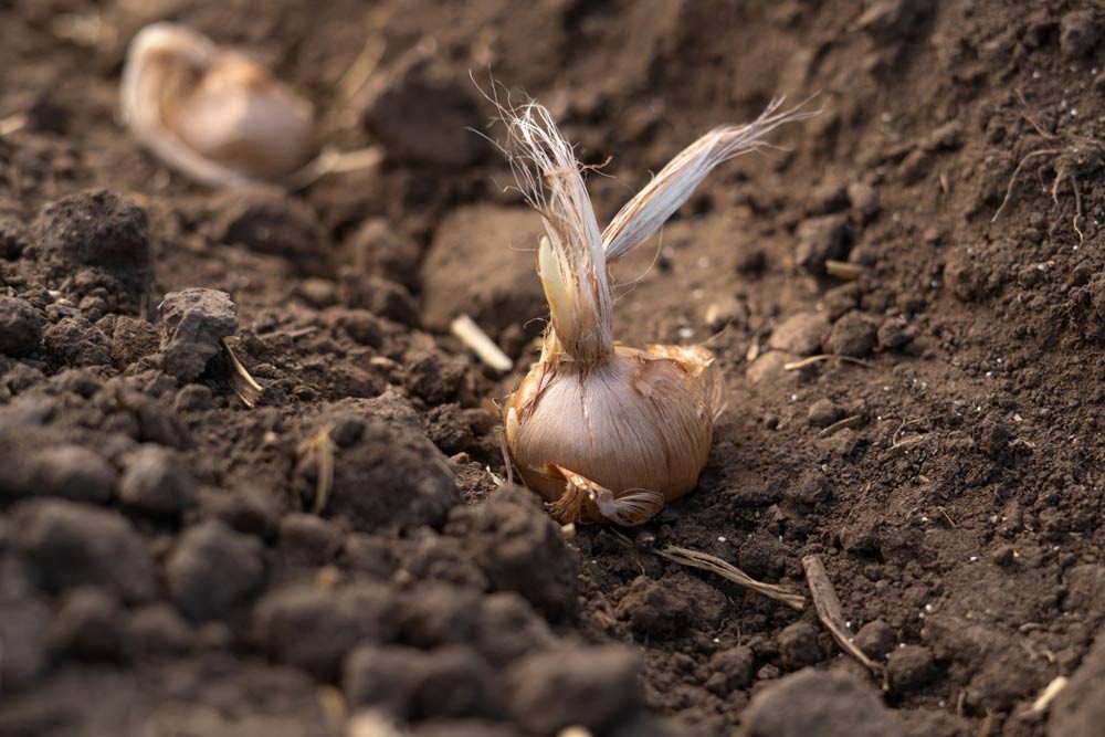 Planter les bulbes de safran