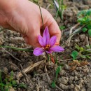 Cultiver le safran dans votre potager : un trésor dans votre jardin