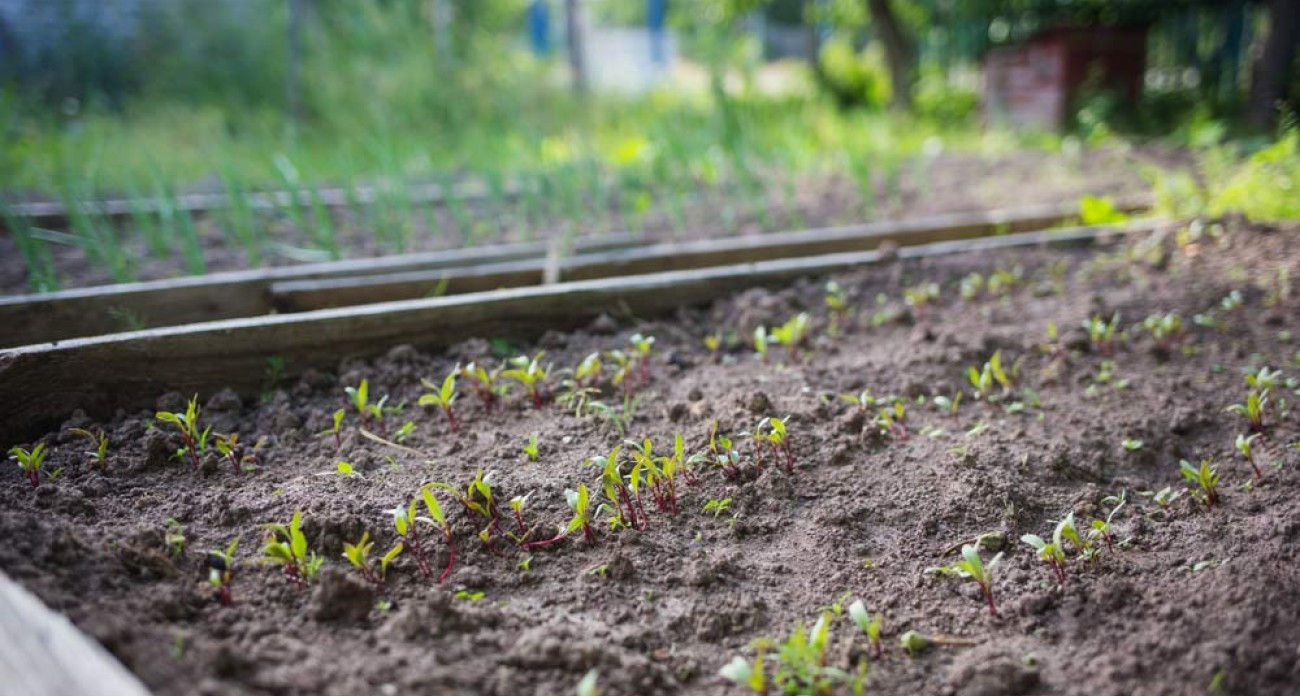 Semer les betteraves au potager