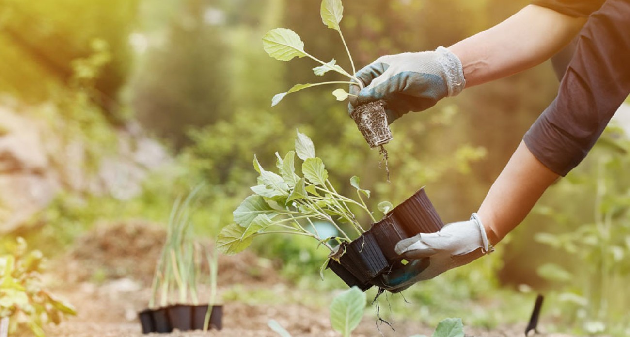 Planter les brocolis