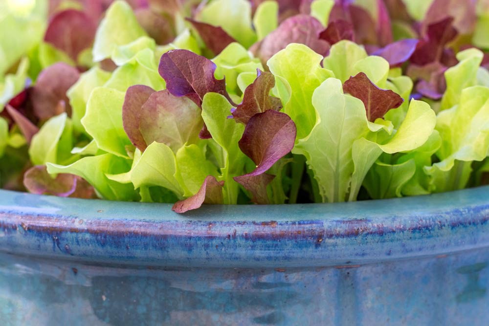 Semer le mesclun en pot