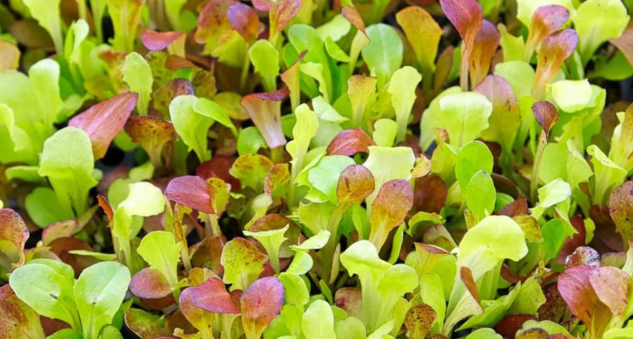 Semer du mesclun