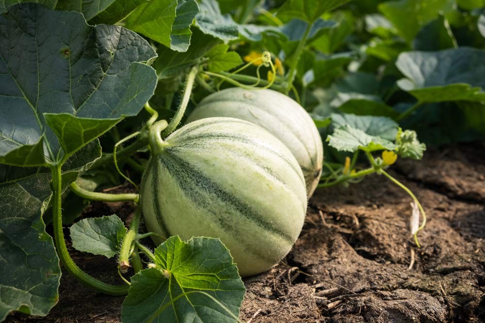 Réussir la taille des melons