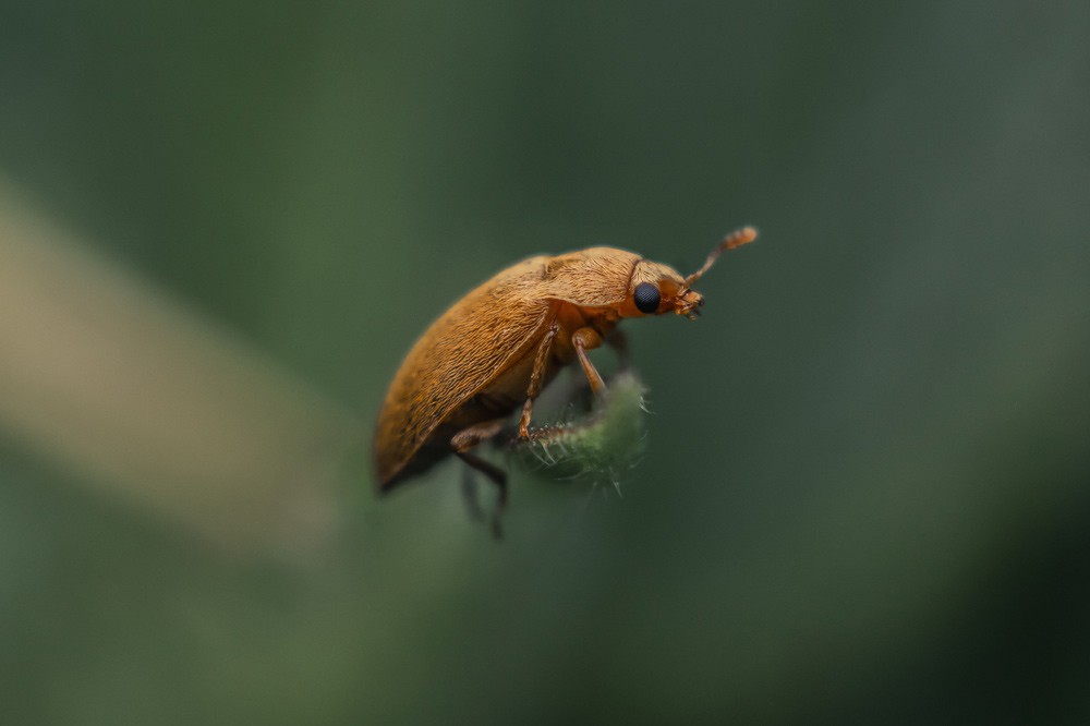 Coléoptère Byturus tomentosus,