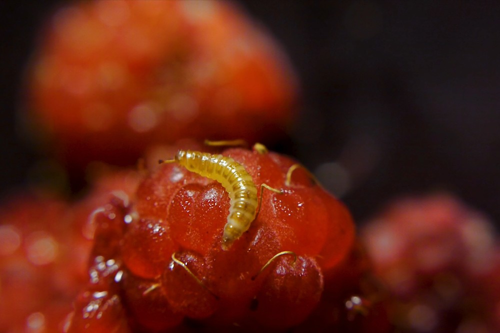 ver de la framboise