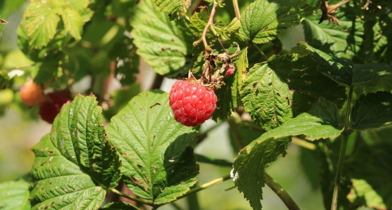 Protégez les framboisiers contre le ver de la framboise