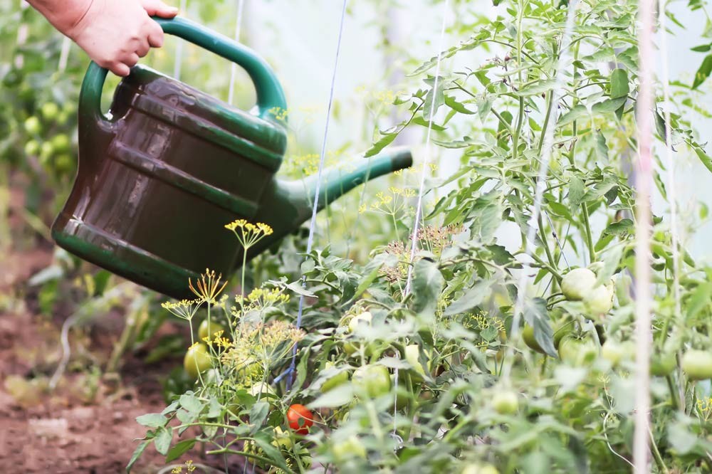 Arroser à l'engrais les légumes en pleine terre