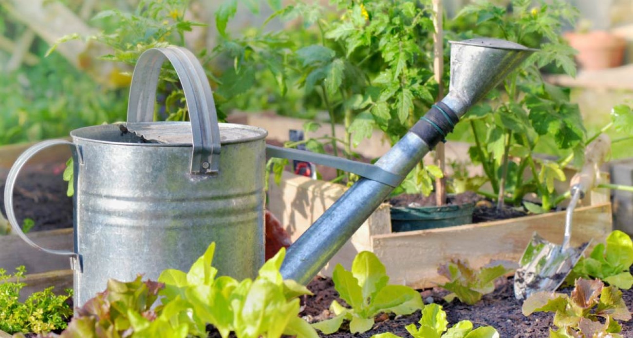 Arroser à l'engrais en été les légumes gourmands